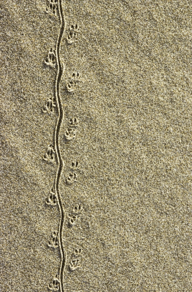 A mouse leaves tracks in the sand Lakeside Oregon United States of America Canvas Art - Robert L Potts Design Pics (12 x 19)
