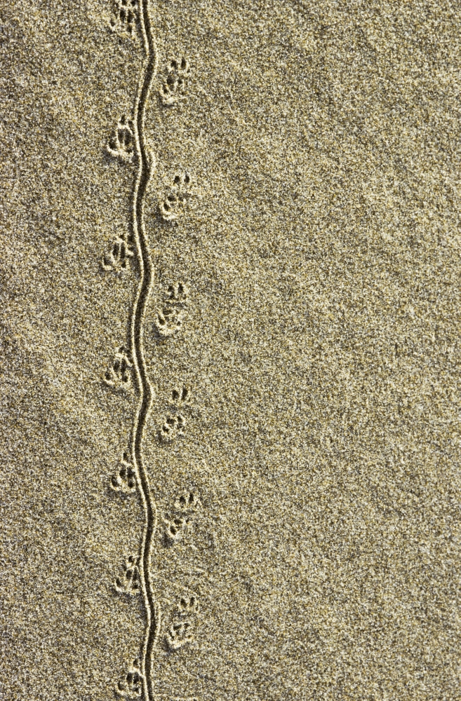 A mouse leaves tracks in the sand Lakeside Oregon United States of America Canvas Art - Robert L Potts Design Pics (24 x 38)