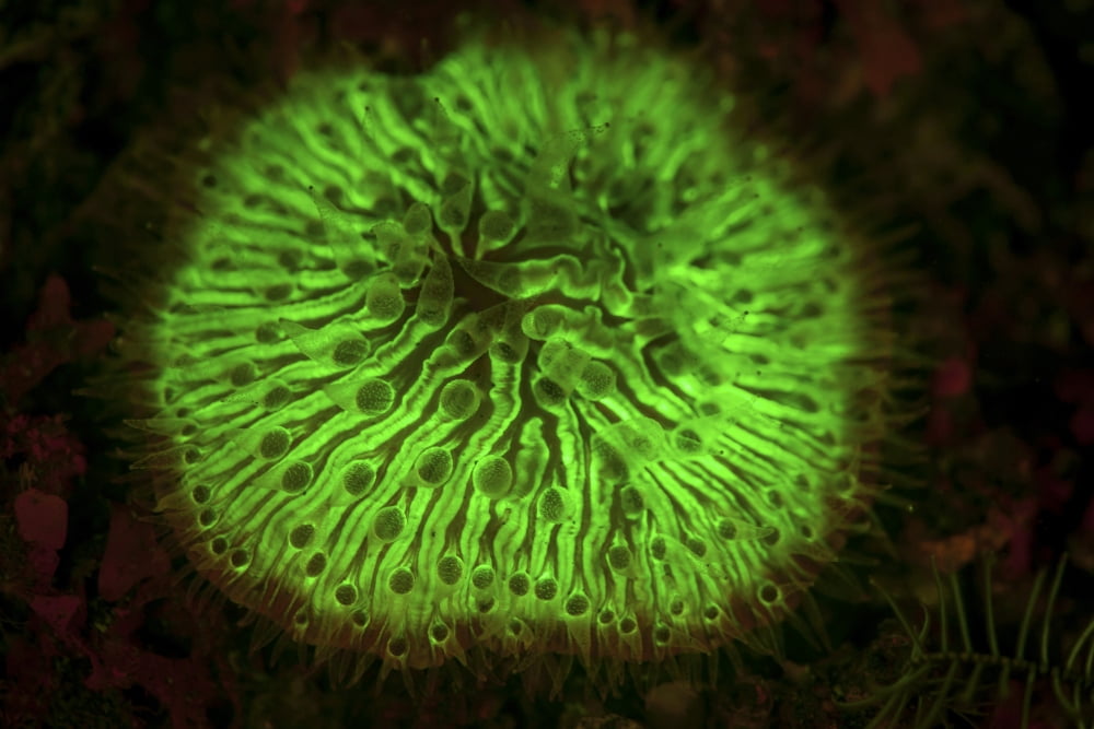 A mushroom coral fluoresces as UV light is shown upon it Canvas Art - Ethan DanielsStocktrek Images (17 x 12)
