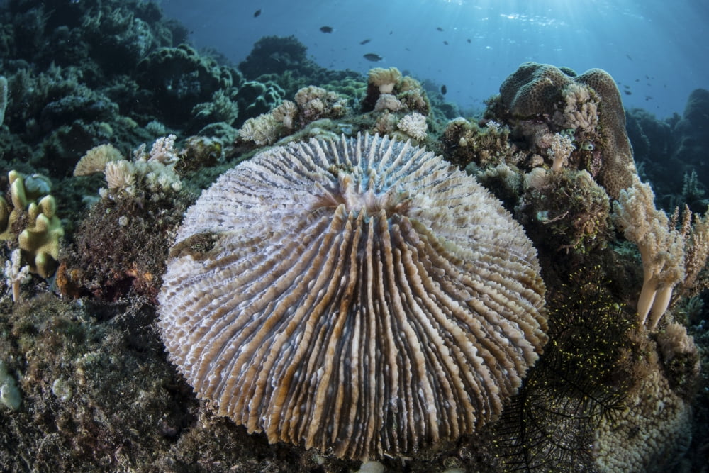 A mushroom coral grows on a reef in Indonesia Canvas Art - Ethan DanielsStocktrek Images (34 x 23)