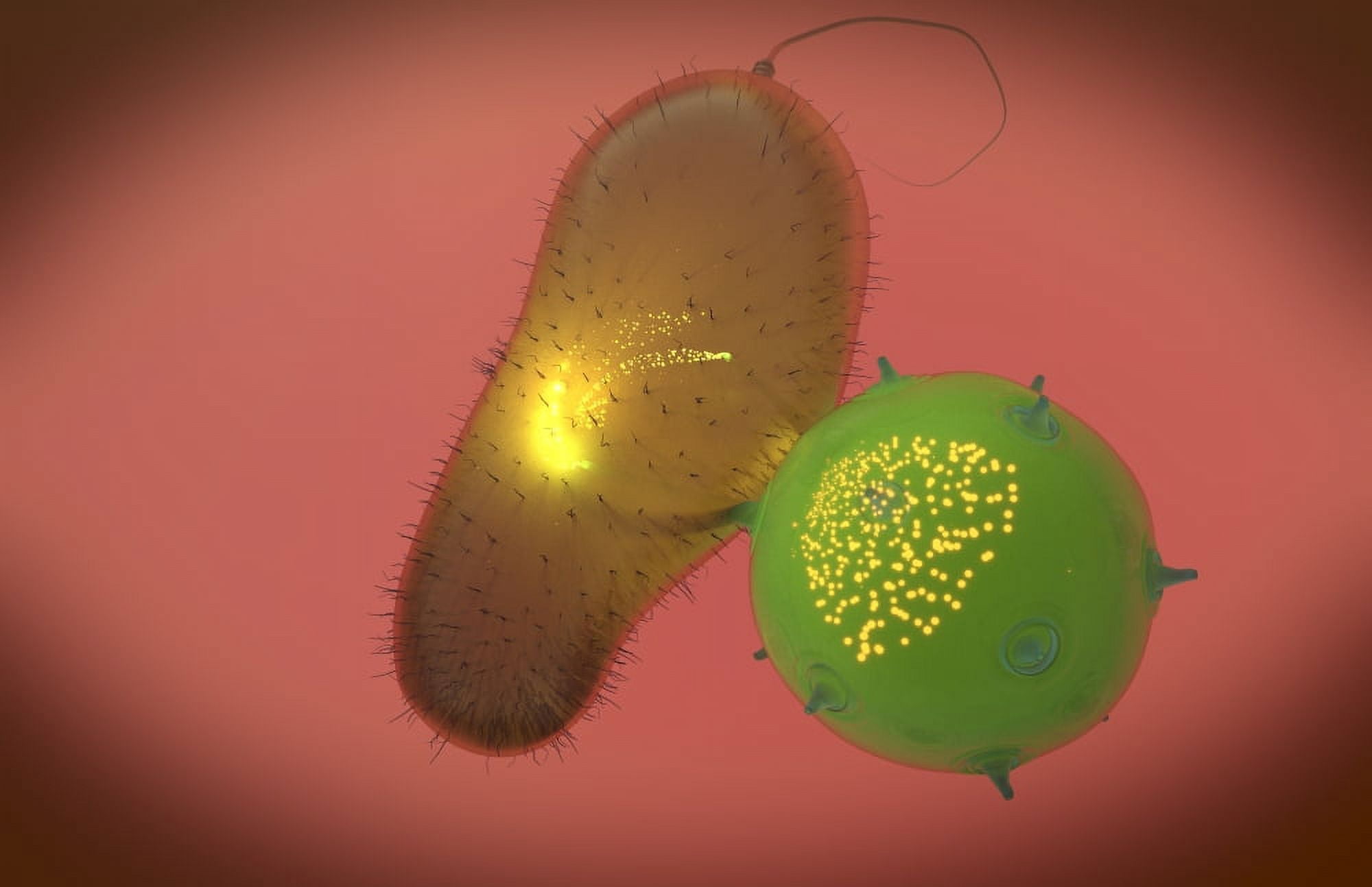 A natural killer cell injects toxin into a bacterium Canvas Art - Stocktrek Images (35 x 23)