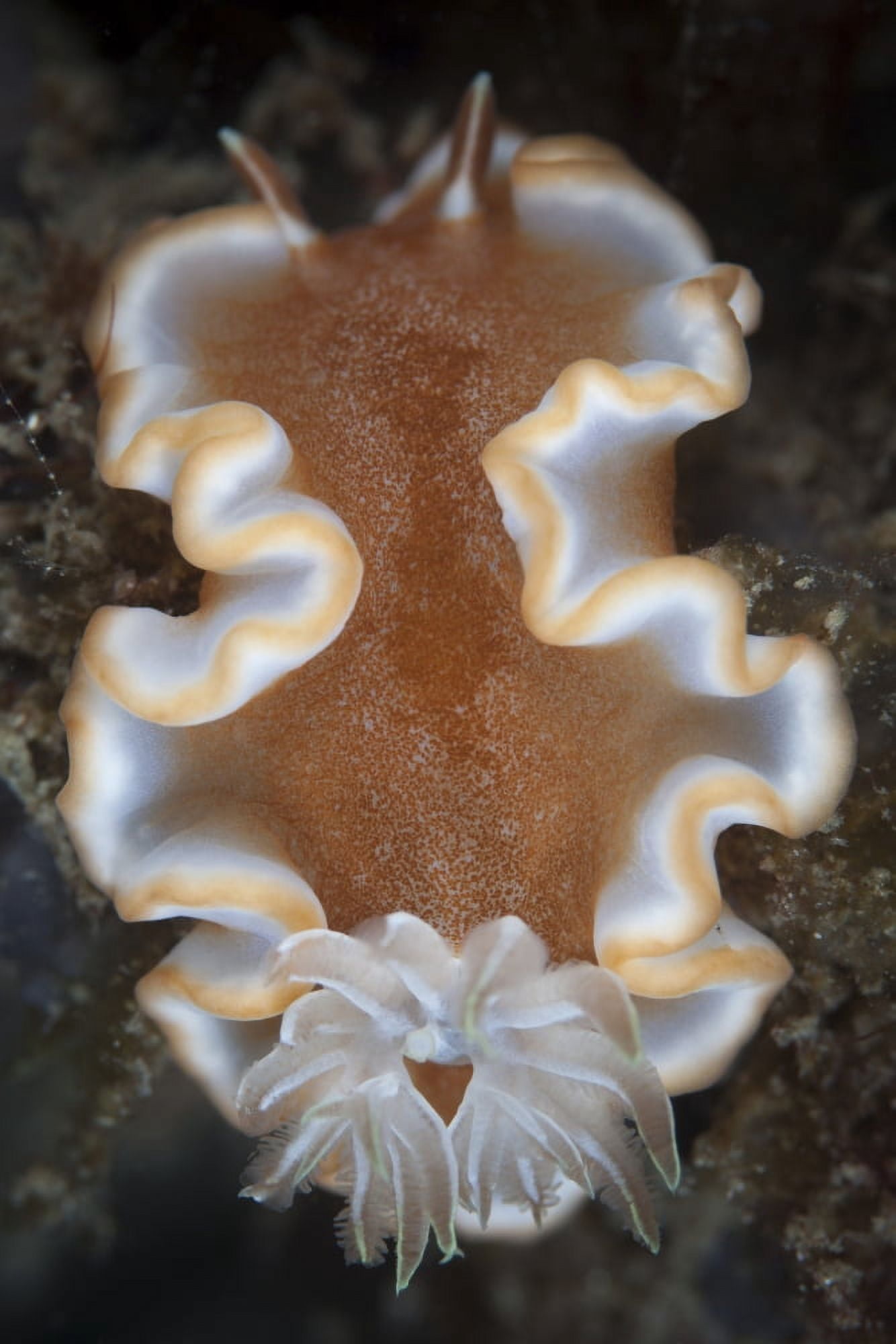 A nudibranch crawls across the seafloor Canvas Art - Ethan DanielsStocktrek Images (23 x 34)
