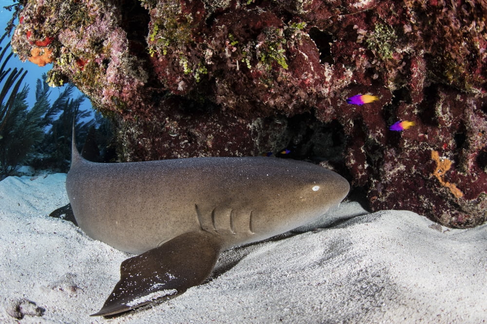 A nurse shark rests on the seafloor of Turneffe Atoll Canvas Art - Ethan DanielsStocktrek Images (17 x 12)