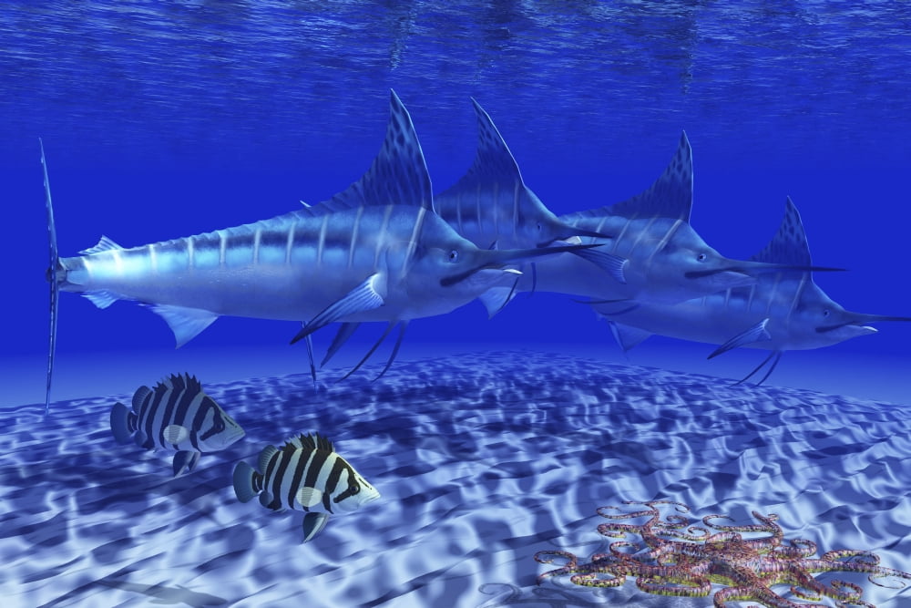 A pack of Blue Marlin swimming with two Siamese Tigerfish Canvas Art - Corey FordStocktrek Images (18 x 12)
