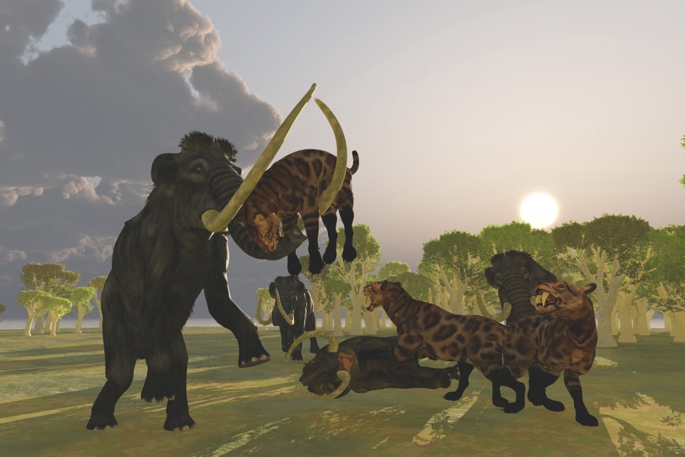 A pack of Saber Tooth Cats attack a small Woolly Mammoth Canvas Art - Corey FordStocktrek Images (35 x 23)