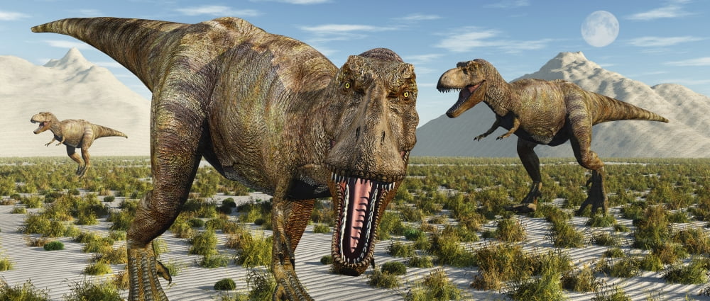 A pack of Tyrannosaurus rex dinosaurs during Earths Cretaceous period Canvas Art - Mark StevensonStocktrek Images (22 x 10)