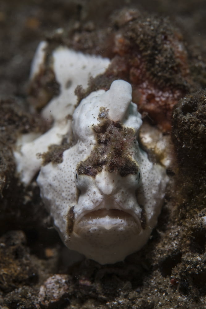 A painted frogfish blends into its environment Canvas Art - Ethan DanielsStocktrek Images (23 x 34)