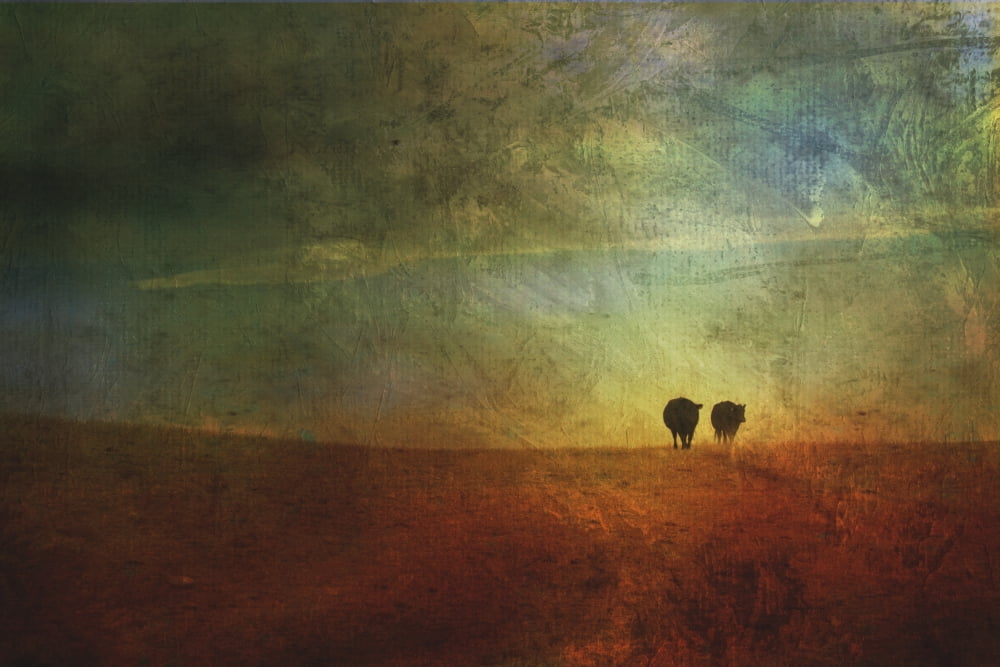 A painterly image of two cows walking off into the sunset alberta canada Canvas Art - Roberta Murray Design Pics (19 x 12)