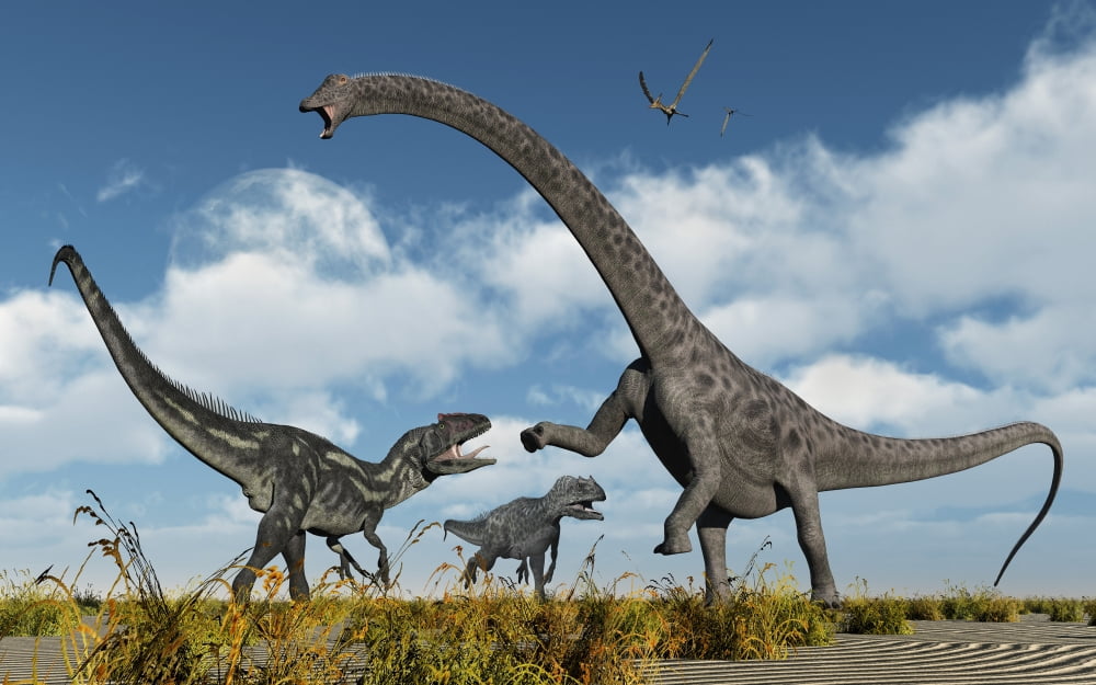A pair of Allosaurus dinosaurs confront a giant Diplodocus Canvas Art - Mark StevensonStocktrek Images (36 x 23)