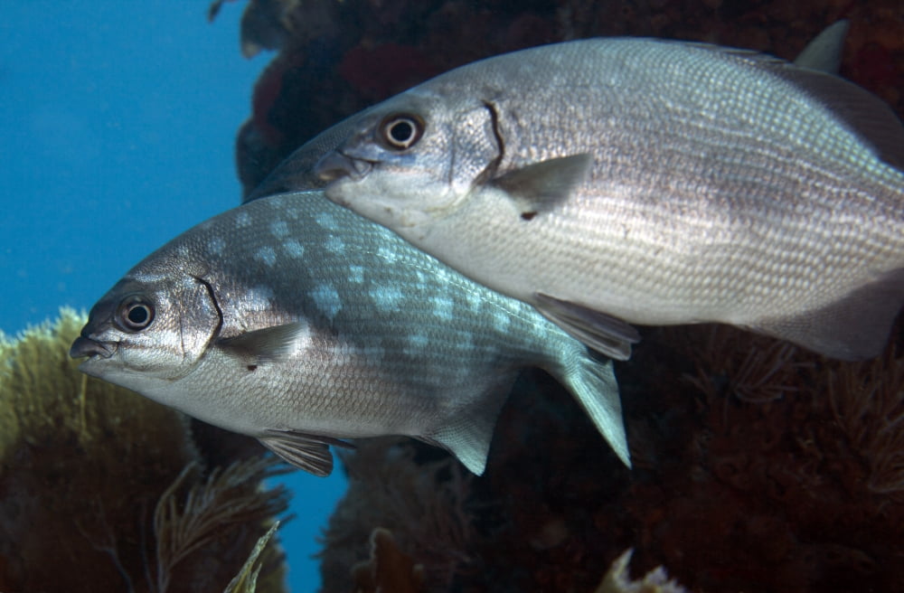 A pair of Bermuda Sea Chubs Key Largo Florida Canvas Art - Michael WoodStocktrek Images (18 x 12)