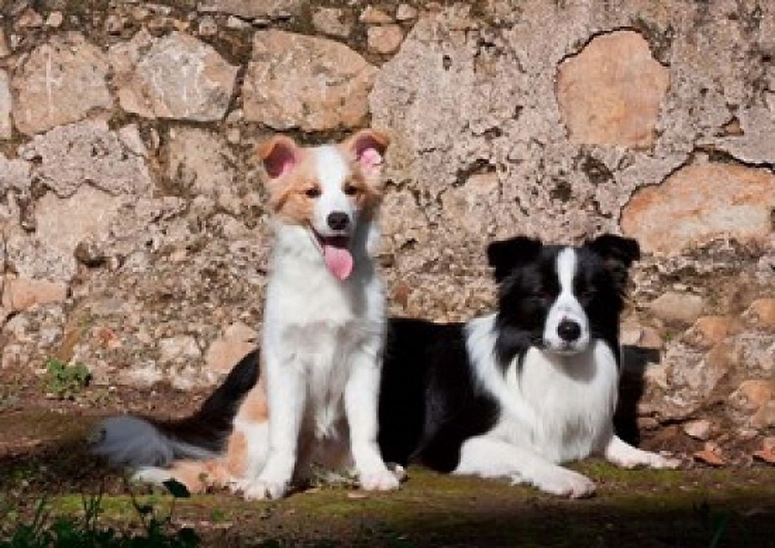 A pair of Border Collie dogs Canvas Art - Zandria Muench Beraldo DanitaDelimont (36 x 24)