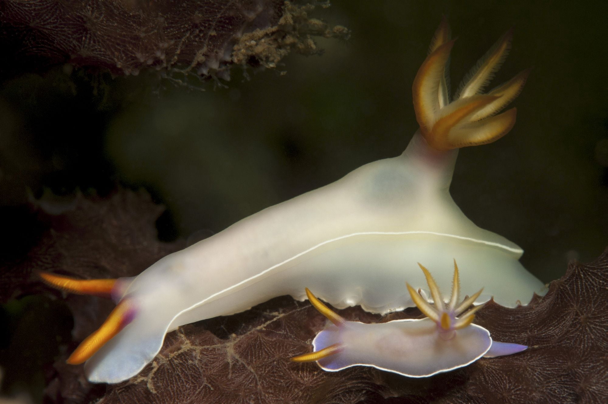 A pair of Bullocks hypselodoris nudibranchs Canvas Art - Steve JonesStocktrek Images (34 x 23)