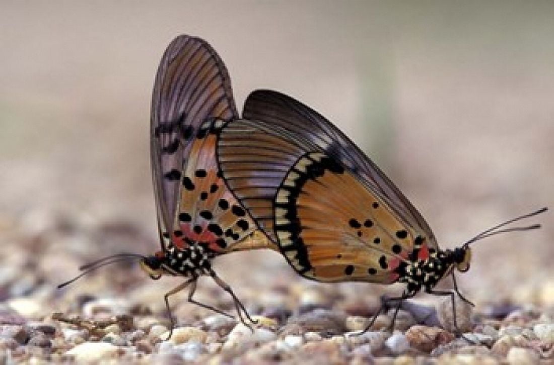 A pair of Butterflies Gombe National Park Tanzania Canvas Art - Kristin Mosher DanitaDelimont (36 x 24)