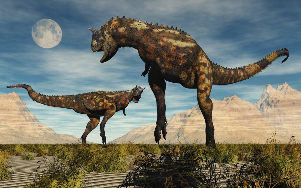 A pair of Carnotaurus dinosaurs fighting over territory Canvas Art - Mark StevensonStocktrek Images (18 x 12)