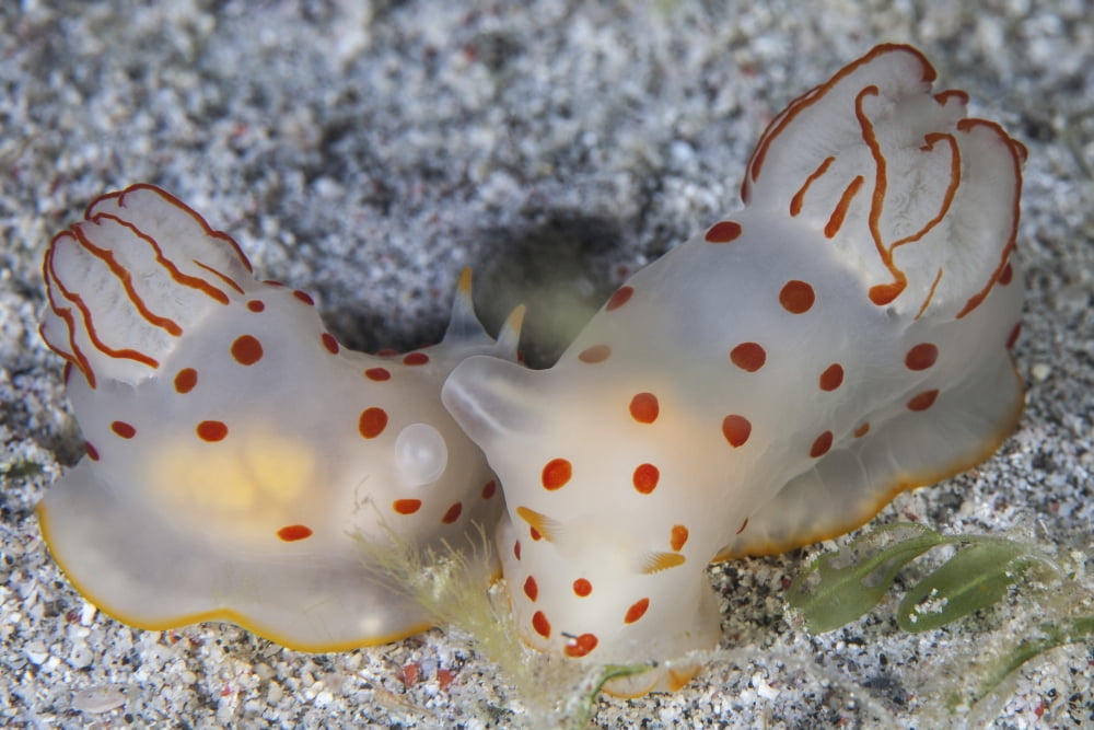 A pair of Ceylon nudibranchs mating on a sandy slope Canvas Art - Ethan DanielsStocktrek Images (34 x 23)