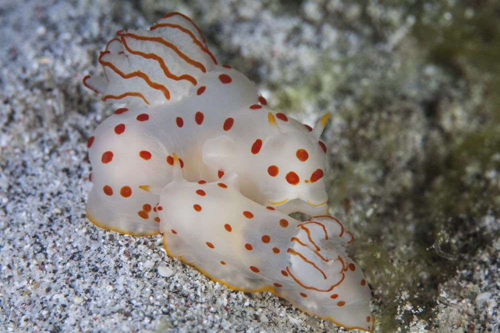 A pair of Ceylon nudibranchs mating on a sandy slope Canvas Art - Ethan DanielsStocktrek Images (34 x 23)