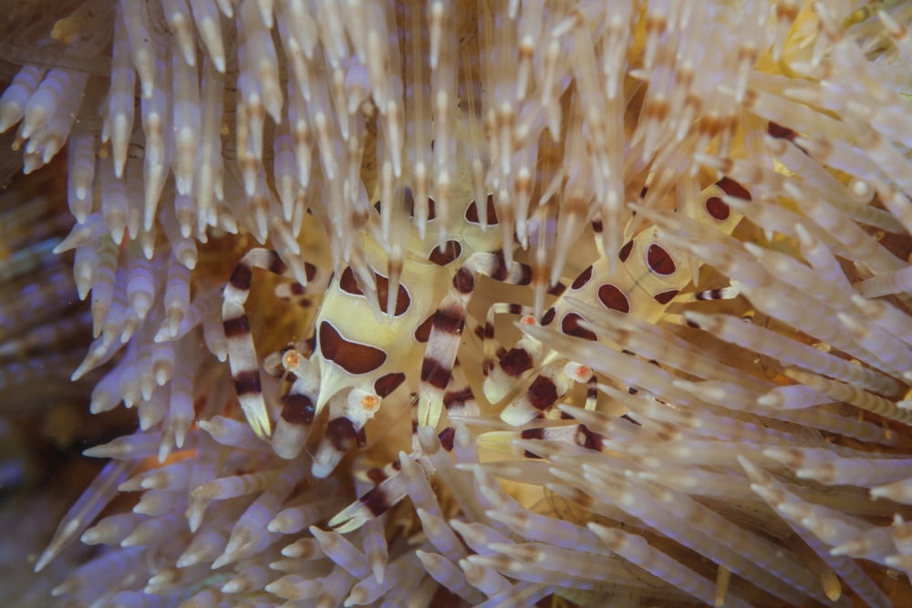 A pair of Colemans shrimp live among the venomous spines of a fire urchin Canvas Art - Ethan DanielsStocktrek Images (17 x 12)