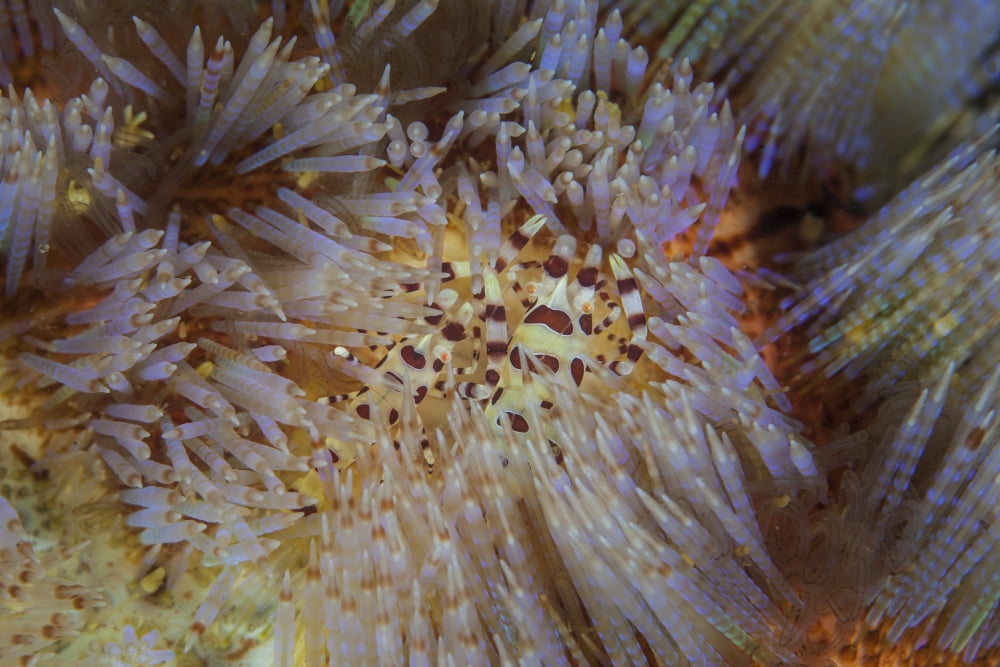 A pair of Colemans shrimp live among the venomous spines of a fire urchin Canvas Art - Ethan DanielsStocktrek Images (17 x 12)