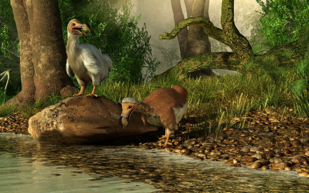 A pair of Dodo birds drinking at a river Canvas Art - Daniel EskridgeStocktrek Images (18 x 12)