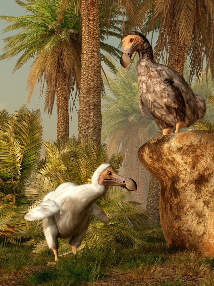 A pair of Dodo birds play a game of hide-and-seek Canvas Art - Daniel EskridgeStocktrek Images (25 x 33)