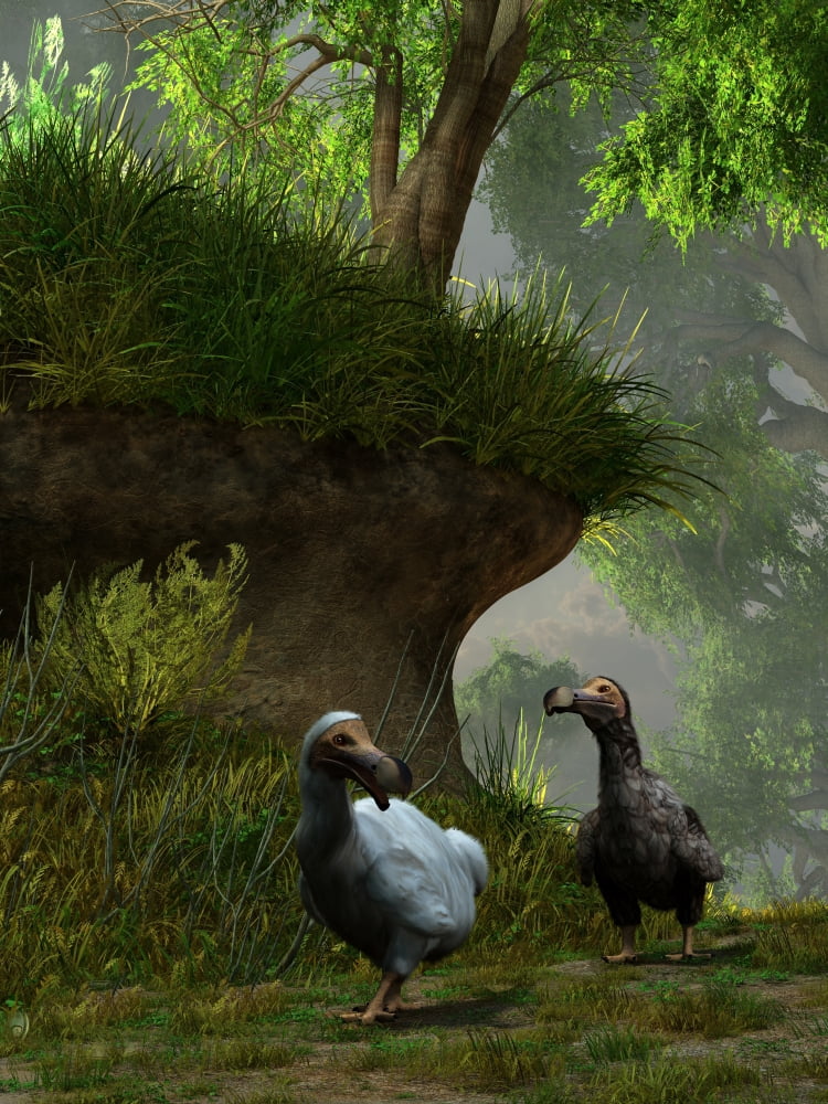 A pair of Dodo birds waddle along a forest path Canvas Art - Daniel EskridgeStocktrek Images (25 x 33)