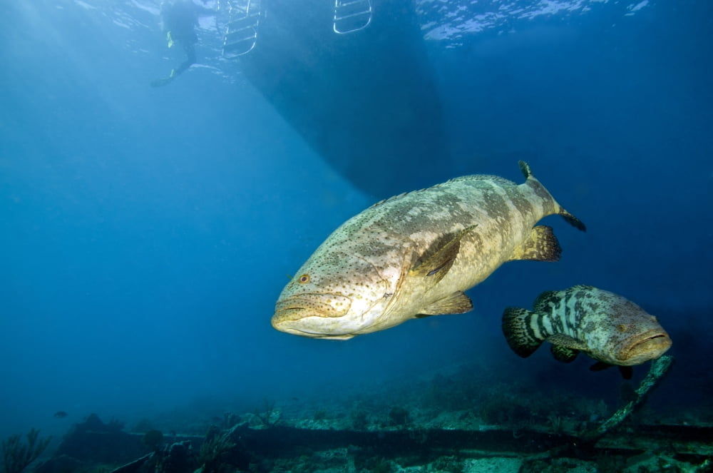 A pair of Goliath Groupers off the coast of Key Largo Florida Canvas Art - Michael WoodStocktrek Images (18 x 12)
