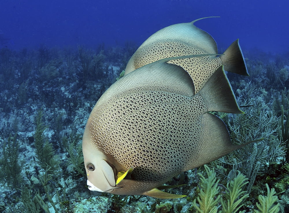 A pair of Gray Angelfish on a Caribbean reef Canvas Art - Karen DoodyStocktrek Images (17 x 12)