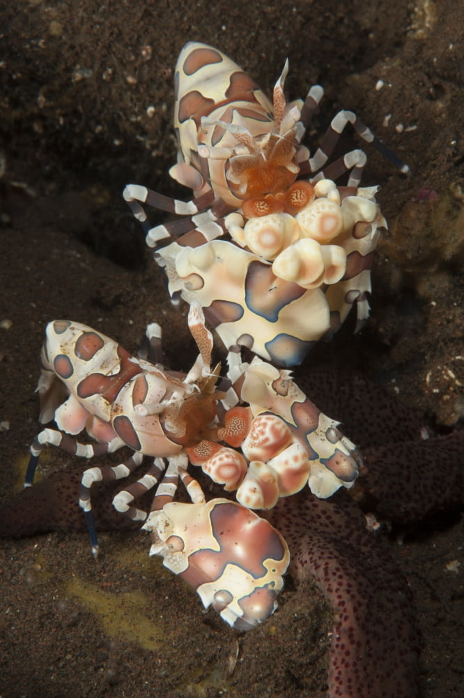 A pair of Harlequin shrimp feeding off a starfish Bali Canvas Art - Steve JonesStocktrek Images (12 x 18)