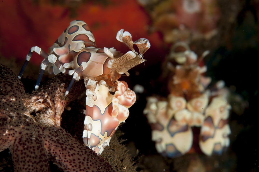 A pair of Harlequin shrimp with one feeding off a starfish Bali Canvas Art - Steve JonesStocktrek Images (18 x 12)
