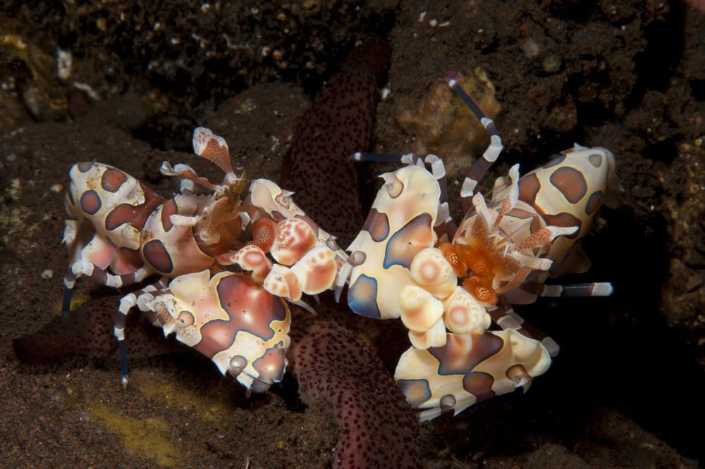 A pair of Harlequin shrimp with one feeding off a starfish Bali Canvas Art - Steve JonesStocktrek Images (18 x 12)