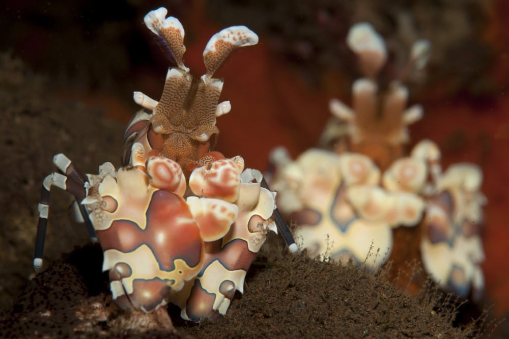 A pair of Harlequin shrimp with one feeding off a starfish Bali Canvas Art - Steve JonesStocktrek Images (18 x 12)