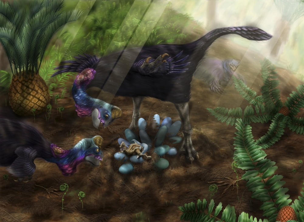 A pair of Heyuannia huangi attending their nest Canvas Art - Alice TurnerStocktrek Images (17 x 12)