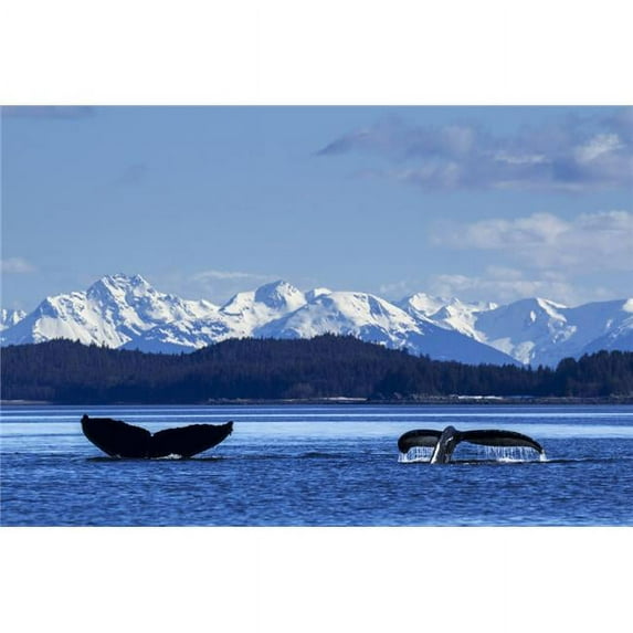 A pair of Humpback Whale tails as they dive beneath the surface Lynn Canal Inside Passage Southeast Alaska