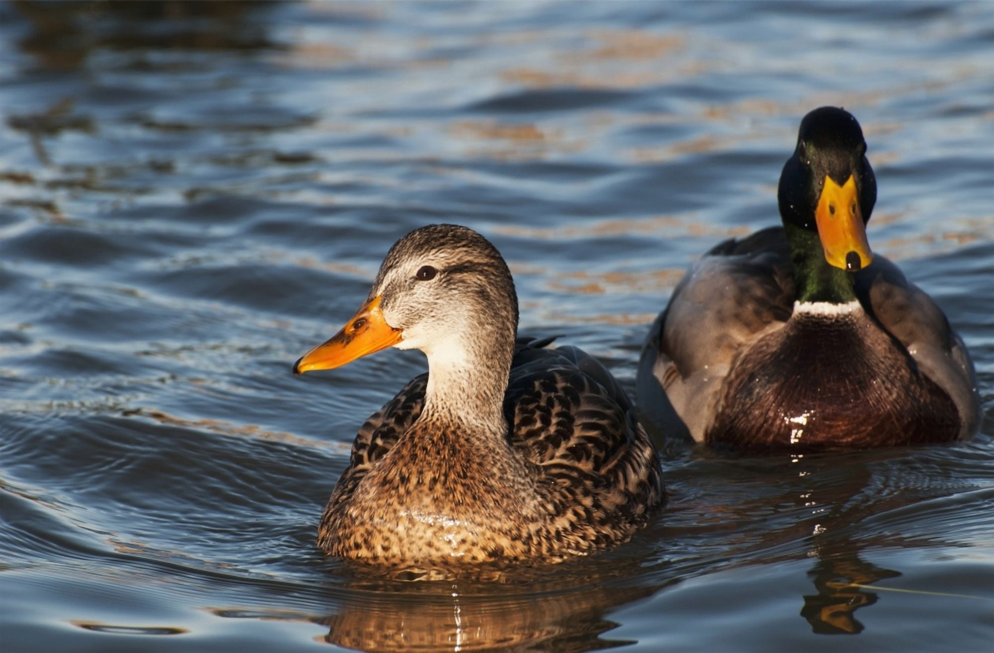 A pair of Mallards swim in the Columbia River Astoria Oregon United States of America Canvas Art - Robert L Potts Design Pics (19 x 12)
