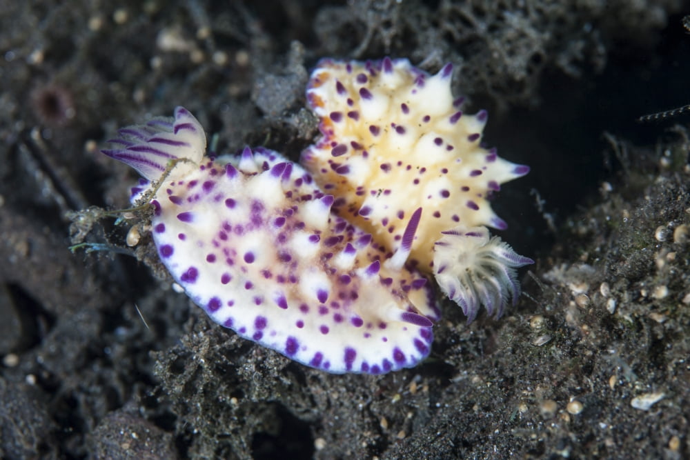 A pair of Mexichromis nudibranch circle each other trying to mate Canvas Art - Ethan DanielsStocktrek Images (17 x 12)