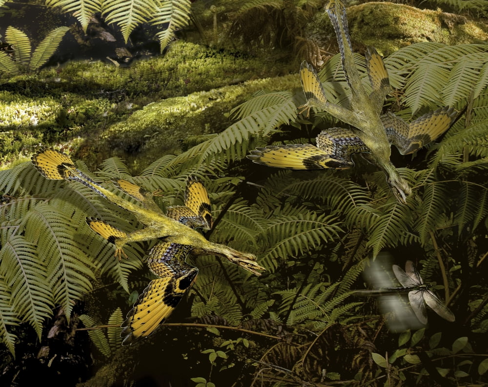 A pair of Microraptors attempt to catch a dragonfly Canvas Art - Jan SovakStocktrek Images (16 x 13)