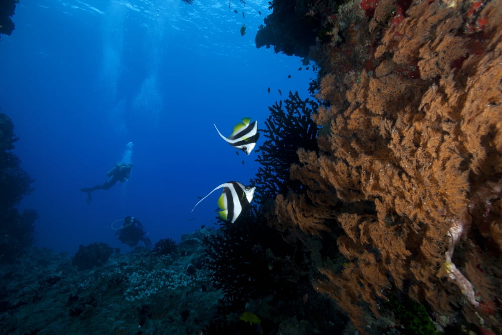 A pair of Moorish idols dart for cover when divers approach Canvas Art - Terry MooreStocktrek Images (18 x 12)