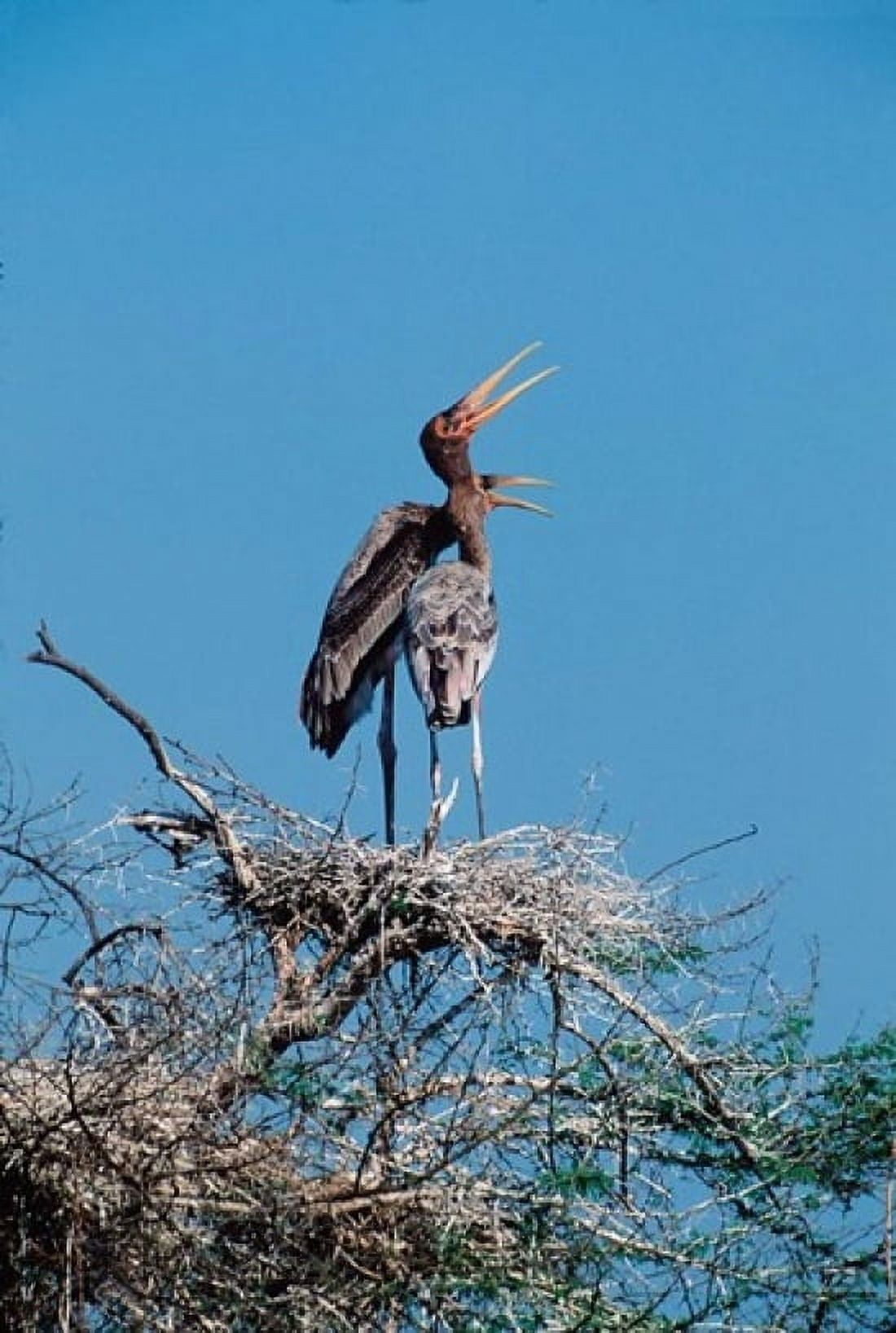 A pair of Painted Stork in a tree India Canvas Art - Dee Ann Pederson DanitaDelimont (18 x 24)