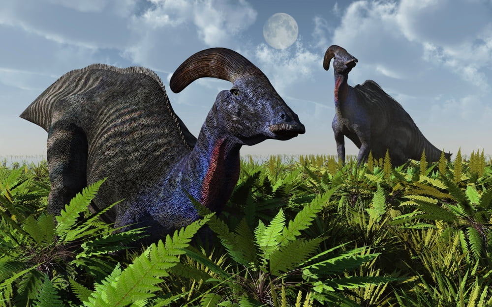 A pair of Parasaurolophus duckbill dinosaurs grazing Canvas Art - Mark StevensonStocktrek Images (36 x 23)