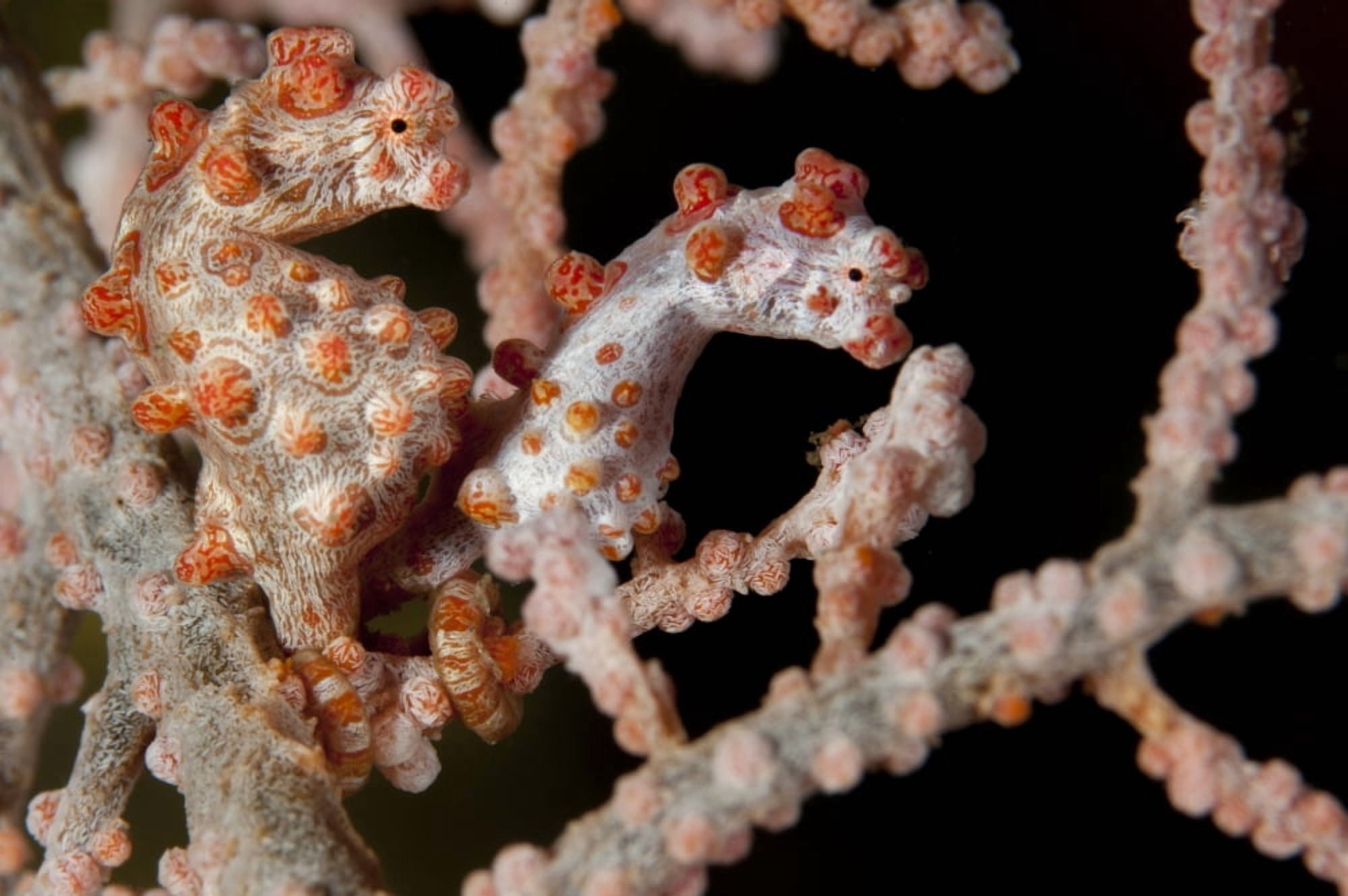 A pair of Pygmy seahorse on sea fan Lembeh Strait Indonesia Canvas Art - Steve JonesStocktrek Images (18 x 12)