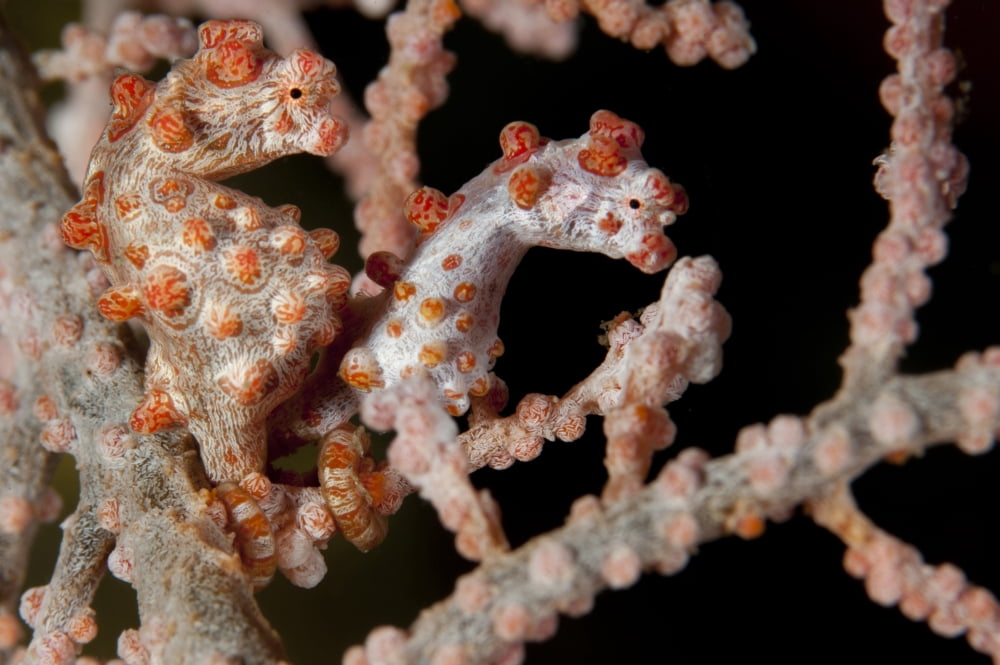 A pair of Pygmy seahorse on sea fan Lembeh Strait Indonesia Canvas Art - Steve JonesStocktrek Images (35 x 23)