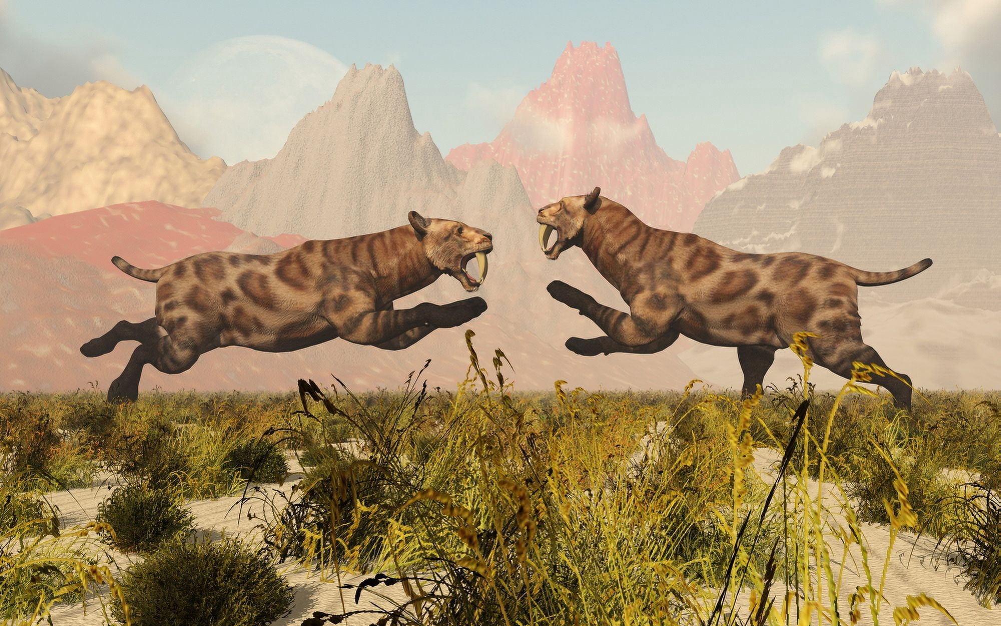 A pair of Sabre Tooth Tigers in a fight over territory Canvas Art - Mark StevensonStocktrek Images (36 x 23)