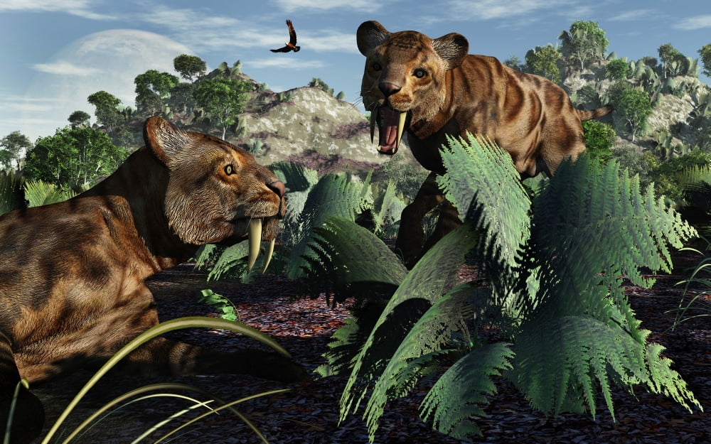 A pair of Sabre-Toothed Tigers during the Pleistocene period of time Canvas Art - Mark StevensonStocktrek Images (36 x 23)