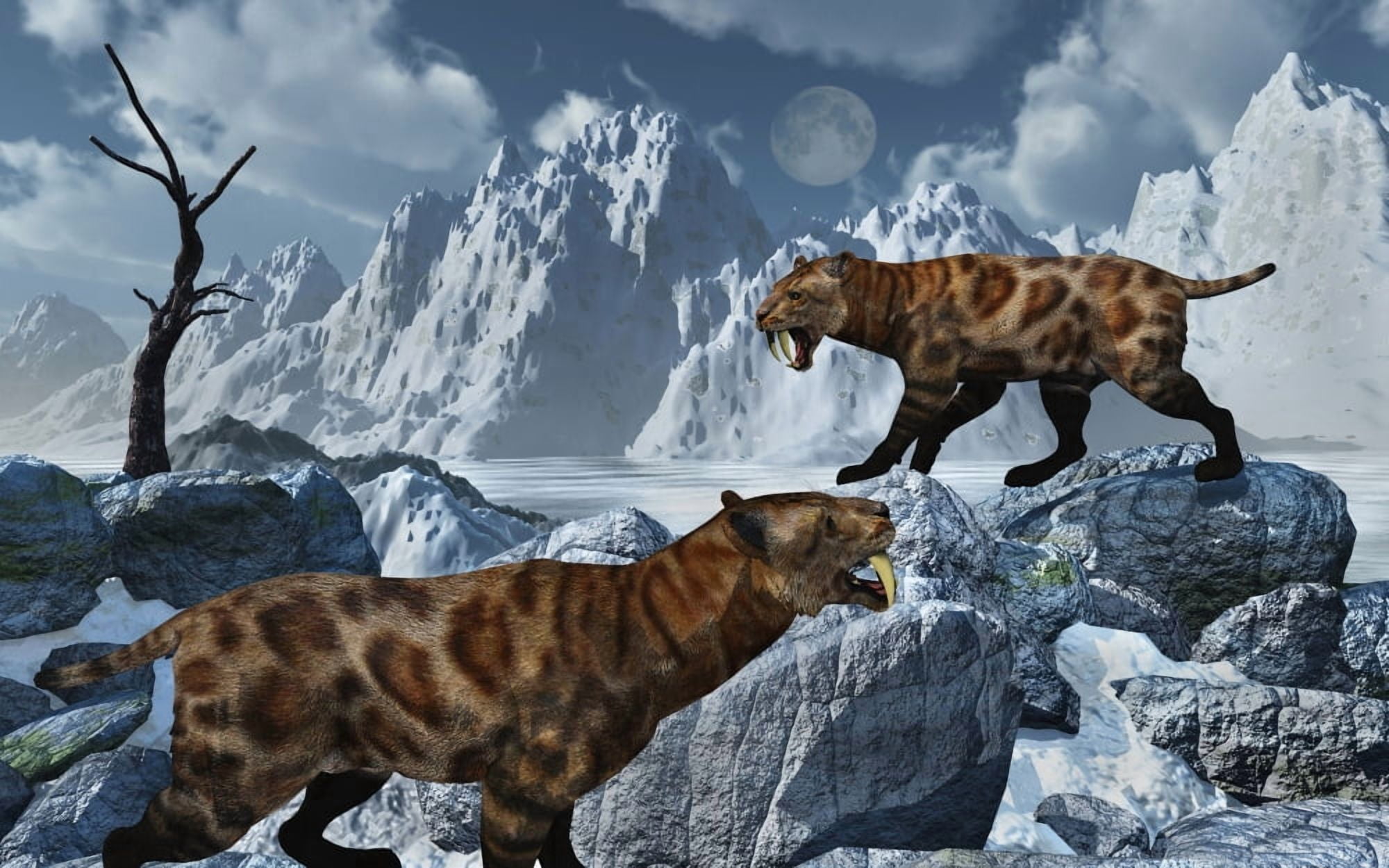 A pair of Sabre-Toothed Tigers in a cold Pleistocene winter landscape Canvas Art - Mark StevensonStocktrek Images (36 x 23)