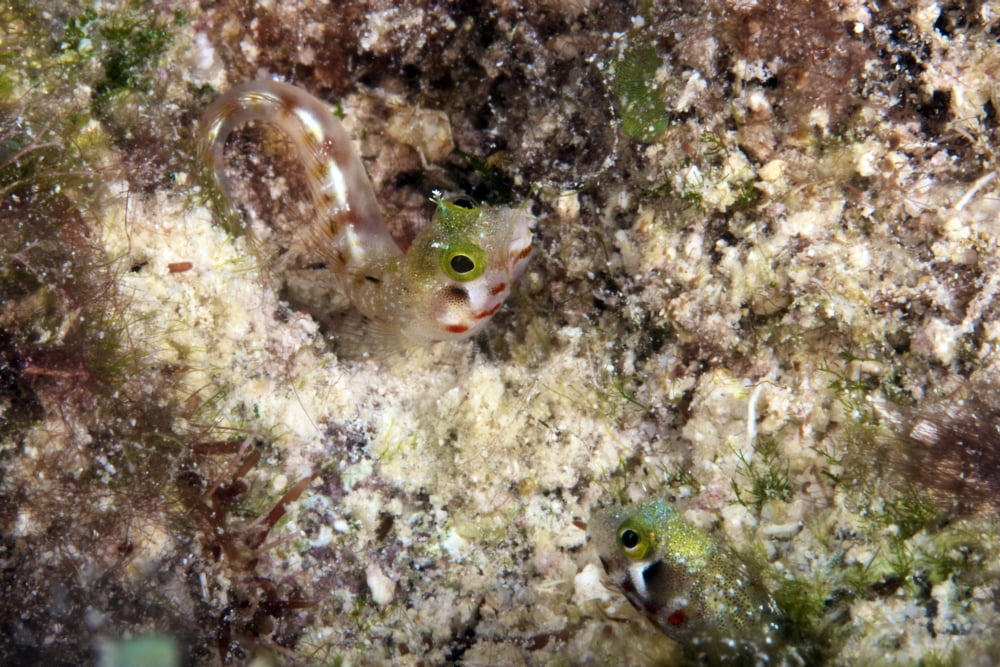 A pair of Secretary Blenny in their coral home Canvas Art - Terry MooreStocktrek Images (18 x 12)