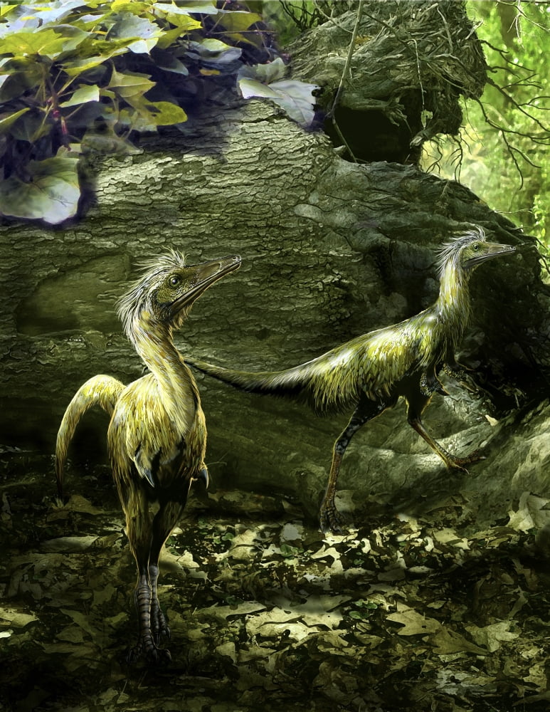 A pair of Shuvuuia dinosaurs roaming a prehistoric environment Canvas Art - Jan SovakStocktrek Images (25 x 32)