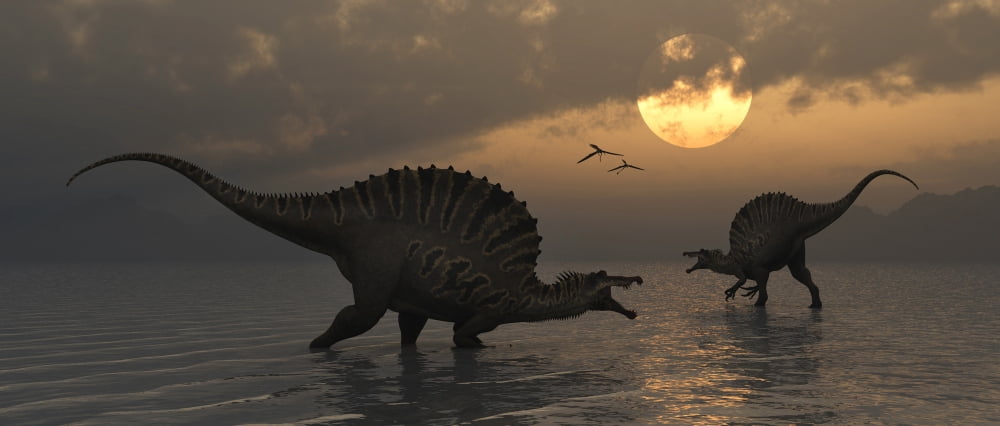 A pair of Spinosaurus dinosaurs fishing on a prehistoric evening Canvas Art - Mark StevensonStocktrek Images (44 x 19)