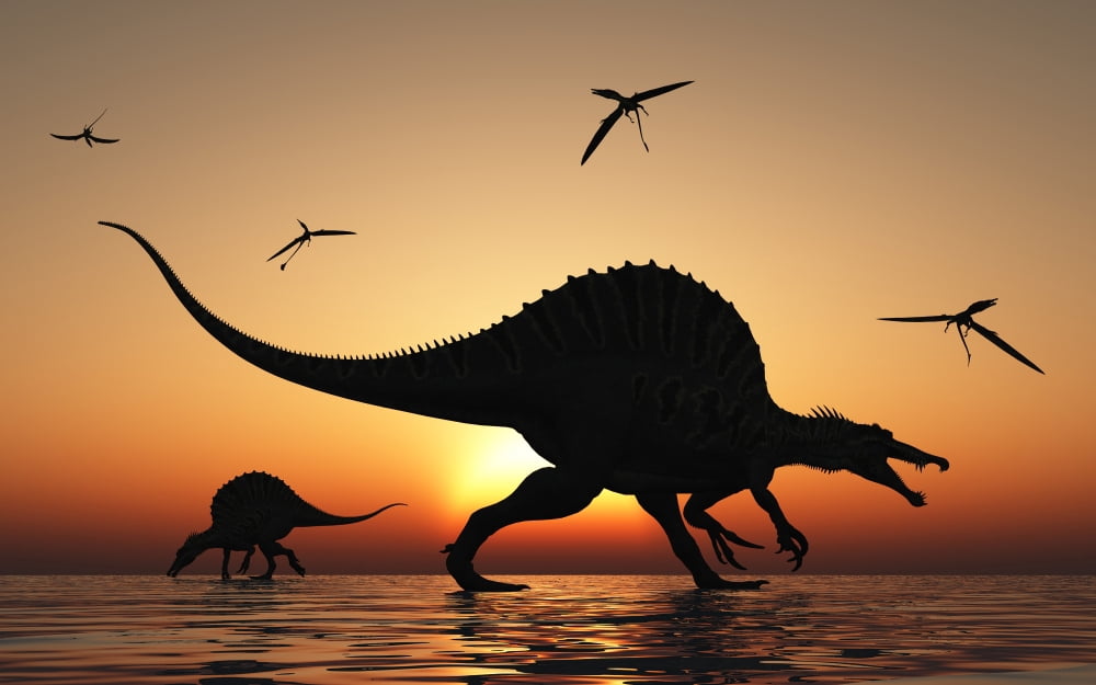 A pair of Spinosaurus hunting for fish Canvas Art - Mark StevensonStocktrek Images (36 x 23)