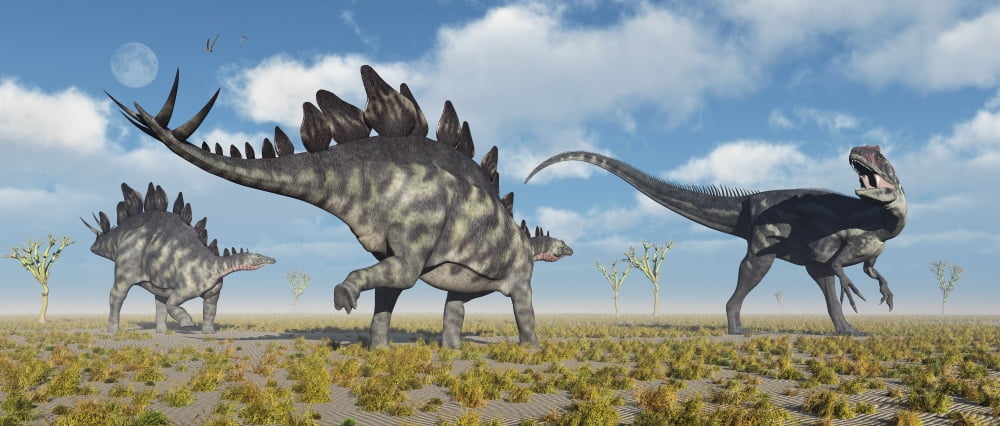 A pair of Stegosaurus dinosaurs confronting an Allosaurus Canvas Art - Mark StevensonStocktrek Images (43 x 19)