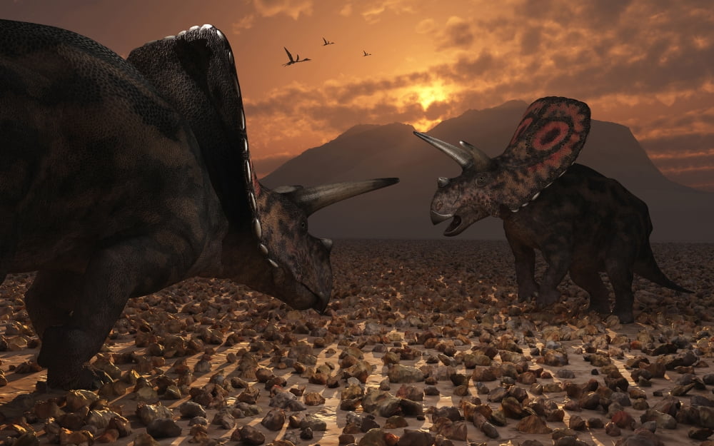 A pair of Torosaurus dinosaurs fight each other Canvas Art - Mark StevensonStocktrek Images (18 x 12)